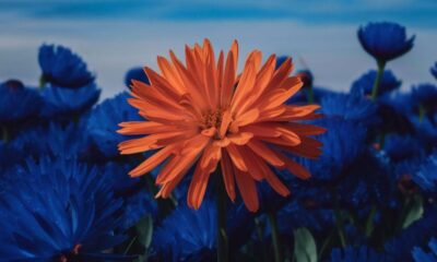 לכתוב ברכת חג מקורית מאמר באתר תוכן בעבודת יד